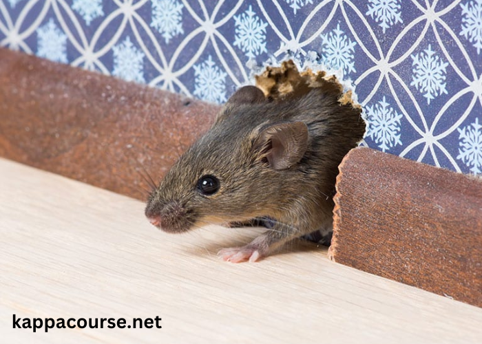 Rodent Invasion: Protecting Your Home in Columbia, SC from Unwanted Guests