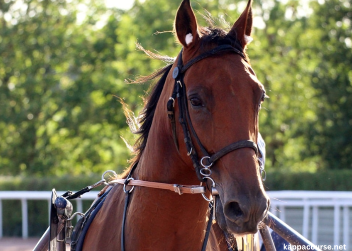 Un Cheval Par Jour